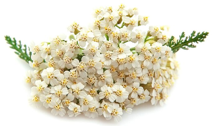 Gelarex contient mille feuilles